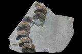 Plate of Fossil Ichthyosaur Vertebrae - Germany #167805-1